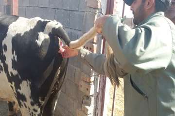 خونگیری و سم پاشی
